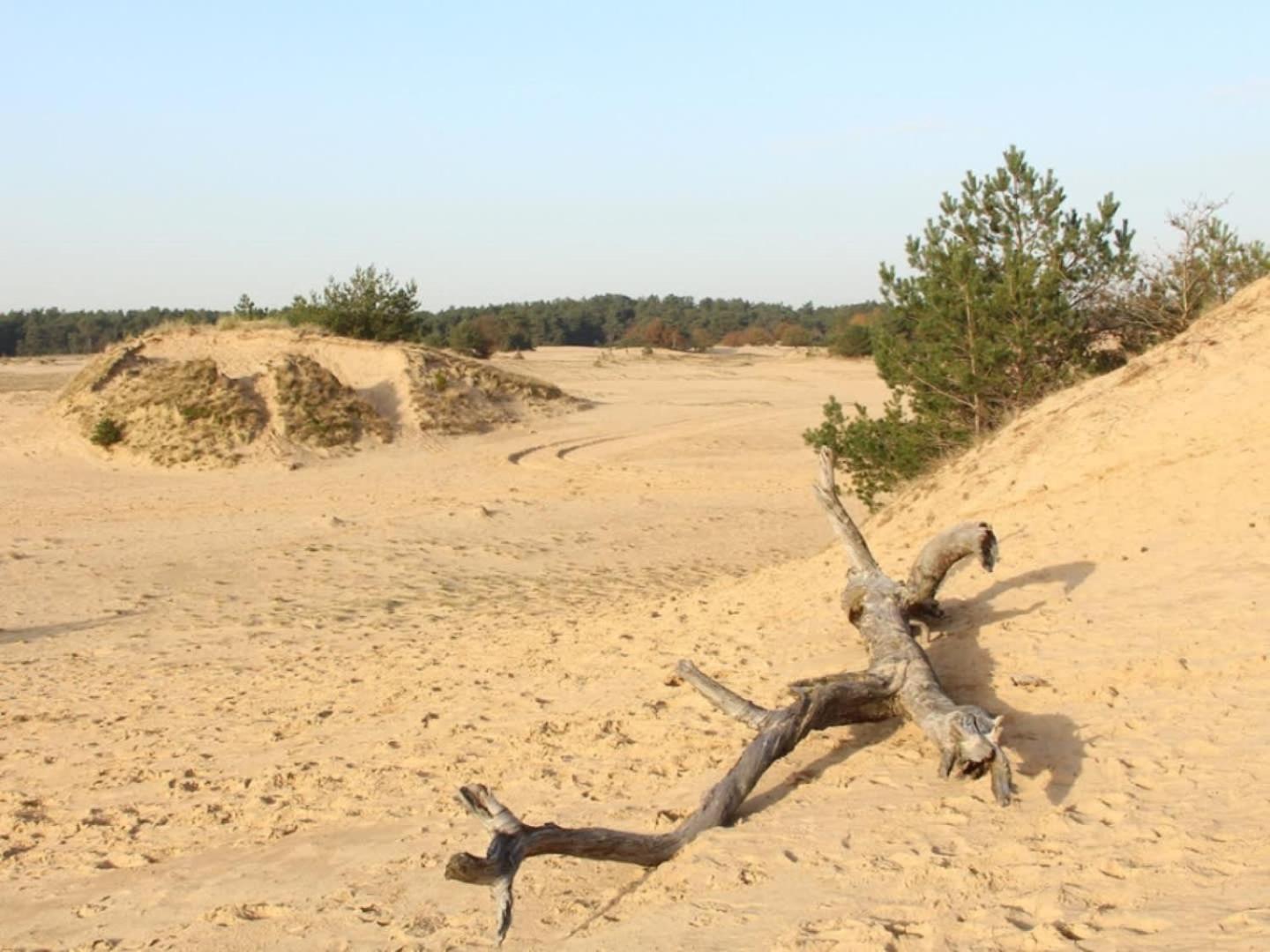 Vakantiehuis Op Rustig Bospark Veluwe فورتهاوزن المظهر الخارجي الصورة