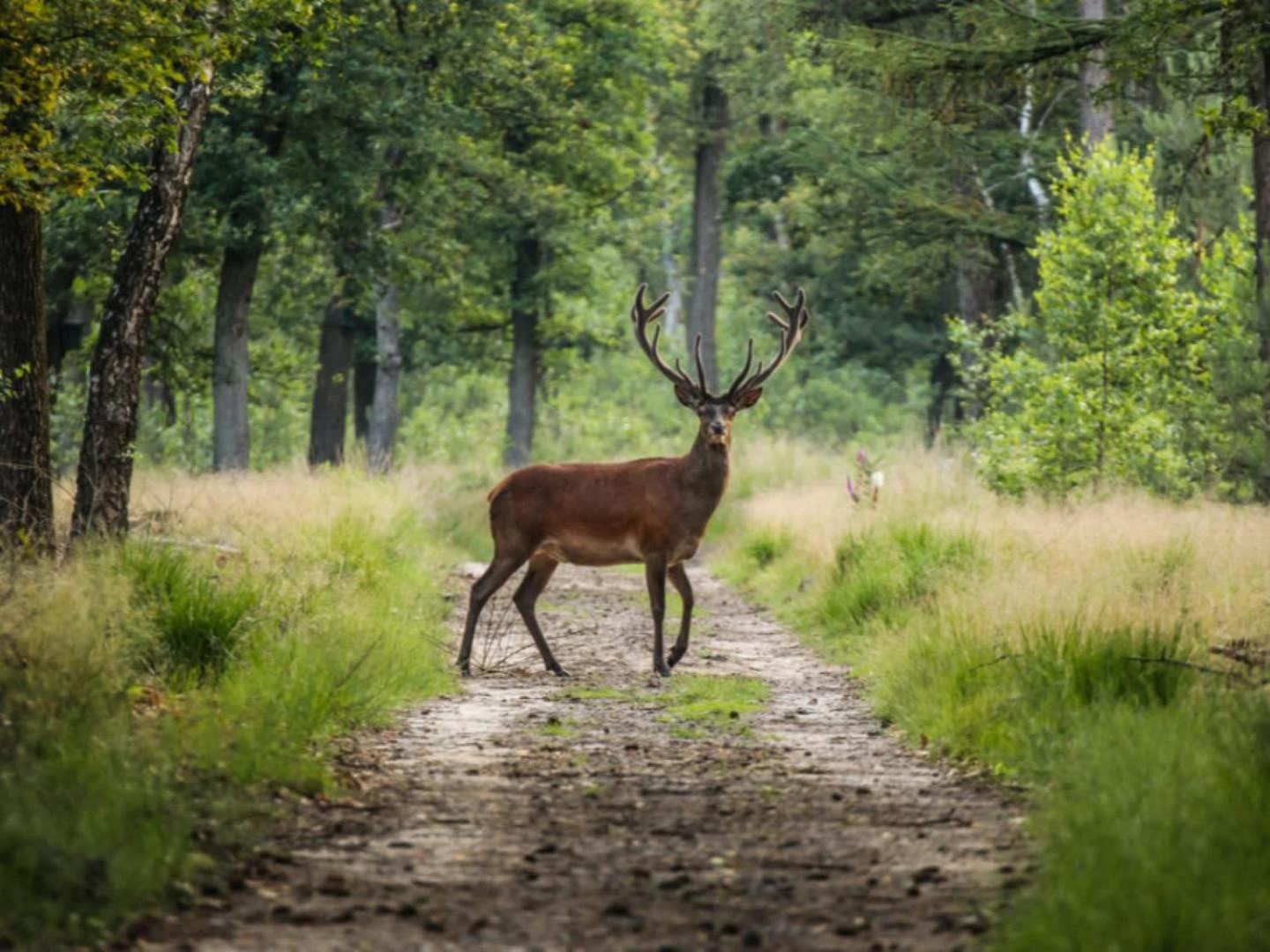 Vakantiehuis Op Rustig Bospark Veluwe فورتهاوزن المظهر الخارجي الصورة